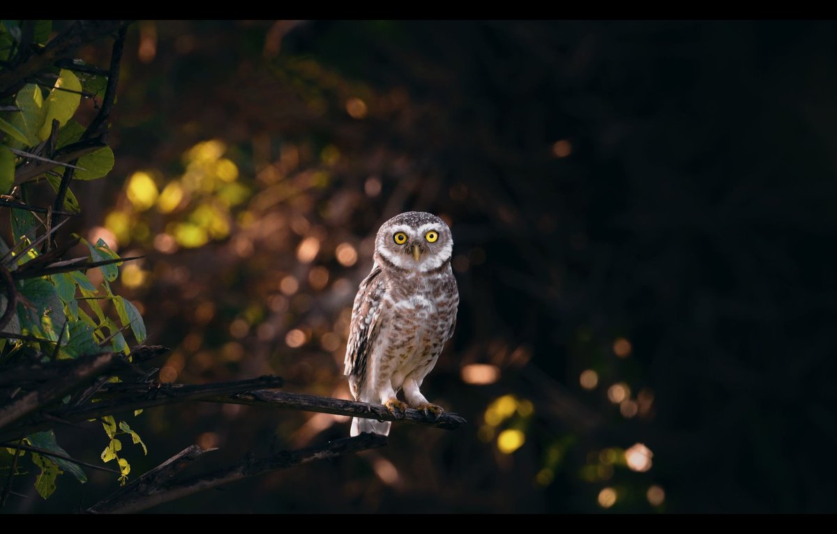 NikonIndia's tweet photo. This enthralling series has been captured by #NikonCreator Lalit Rajora

Nikon Z 9, AF-S NIKKOR 500mm f/5.6E PF ED VR
Img 1: f/7.1, 1/125s, ISO 400, 500mm
Img 2: f/6.3, 1/1250s, ISO 640, 500mm
Img 3: f/5.6, 1/125s, ISO 1000, 500mm

#Nikon #NikonIndia #NIKKOR #WildlifePhotography https://t.co/1JrfM1HjOO