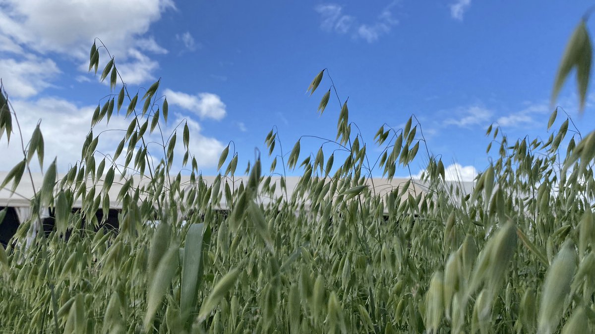 GrainIndustryWA's tweet photo. REMINDER - if you're involved in the growing, agronomy, breeding, processing or marketing of WA #oats, applications close soon for 2024 GIWA-supported @nuffieldaust scholarships. Project is supported by State Government funding under the #ProcessOatPartnership @DPIRDbroadacre https://t.co/JYi0khIQ90