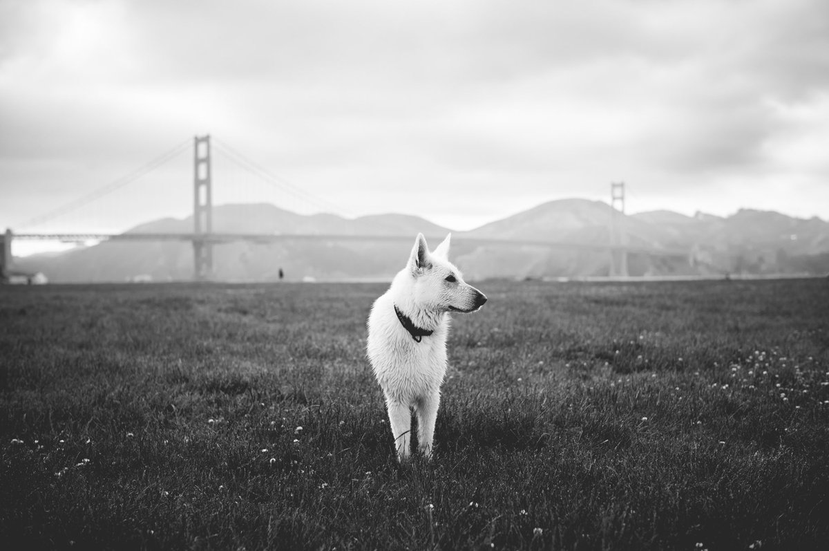 Walked around the beach today with Kea. 

#Leica #LeicaM11 #priime