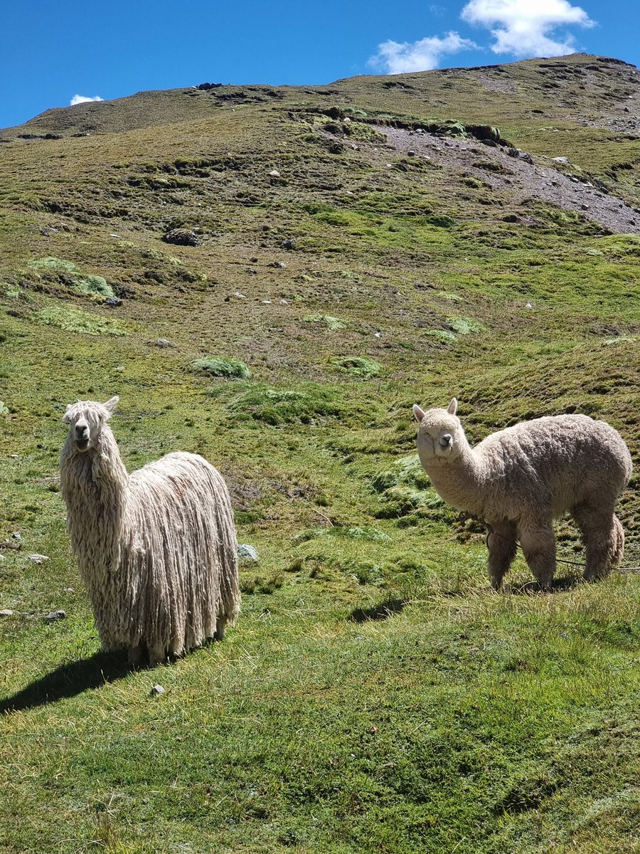 The top llama sighting spots in and around Cusco 🦙🤩

perutravelwithpurpose.com/where-you-can-…

#perutravel #travel #traveler #adventure #traveling #travelblogger #adventuretime #adventuretravel #peru #cusco #travelphotography #traveltips #travelling #travelblog #traveltheworld