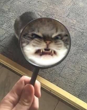 the angry cat saga continues 😾