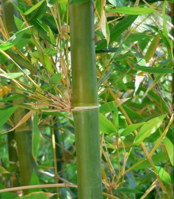 Grow Your Impact 🌱 Invest in Bamboo Seedlings to Combat Climate Change!
Giant Bamboo seedlings available at Ksh 200.
#farmforthefuture 
#agriculture