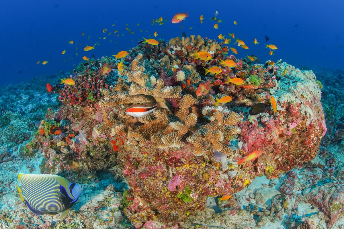 SeyCCAT's tweet photo. Seychelles' coral reefs support a healthy population of marine species and are critical for #biodiversity. Let's protect these fragile ecosystems and advocate for sustainable fishing practices. 🐚💙 #BiodiversityDay #ForCorals https://t.co/r8lfq50NlN