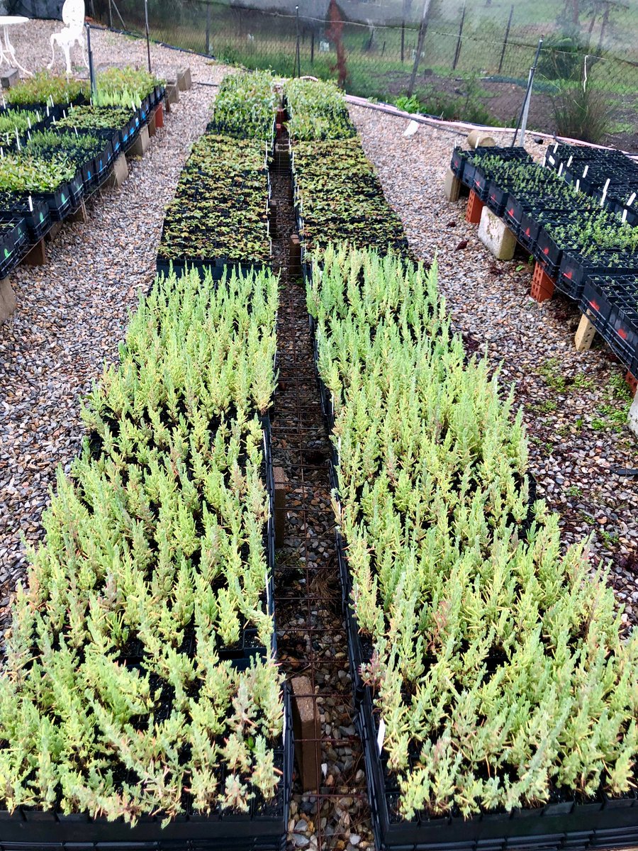 The plants for our field experiments are looking gooood. 🦠🌱🦠🌱

#ecosystemrestoration