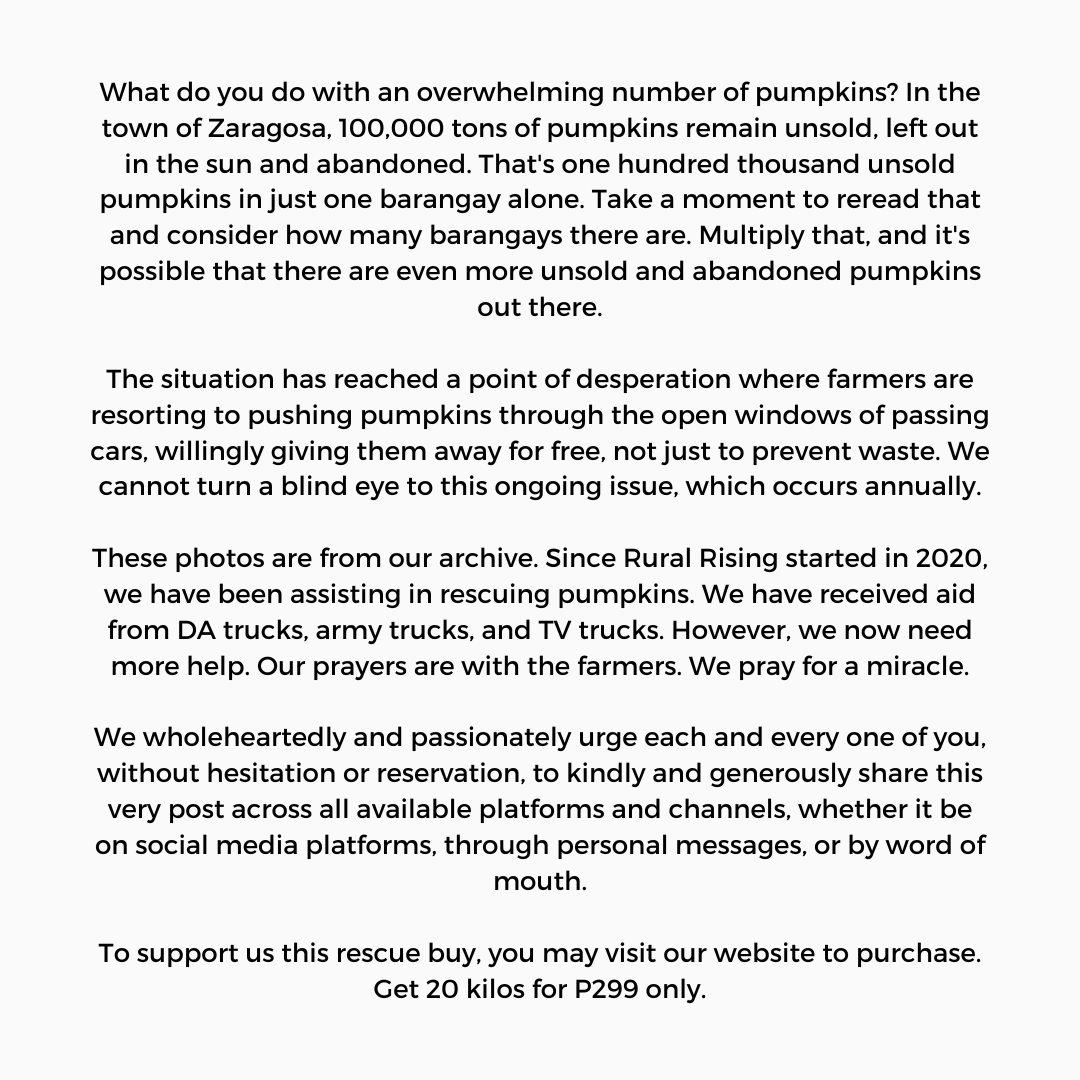 ruralrisingph's tweet photo. In the town of Zaragosa, 100,000 tons of pumpkins remain unsold, left out in the sun and abandoned. That's one hundred thousand unsold pumpkins in just one barangay alone. 

Support this rescue buy here: https://t.co/AfHG96qSQh https://t.co/Yltbj3YI68