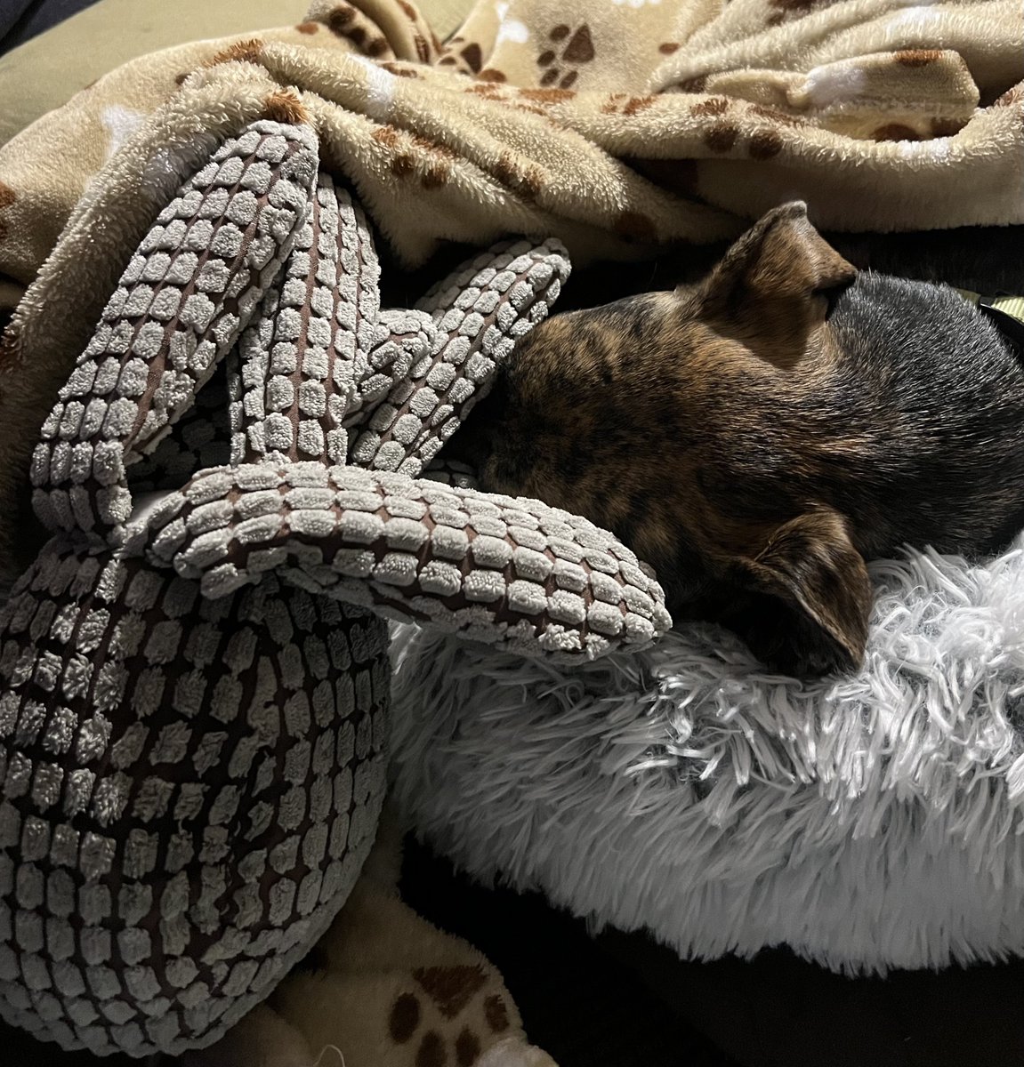 Bought #PoppyGrace two new stuffies today! This is #Oliver also know as #Ollie 🐙. She LOVES him!! 🐾 #OllieOctopus #ThatSweetFace #SnuggleBuddies 🩶🤎✨🐾