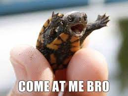 turtlecoinada's tweet photo. @Ninacrypto_ $TURTLE 🐢 https://t.co/TEghPwsec6
