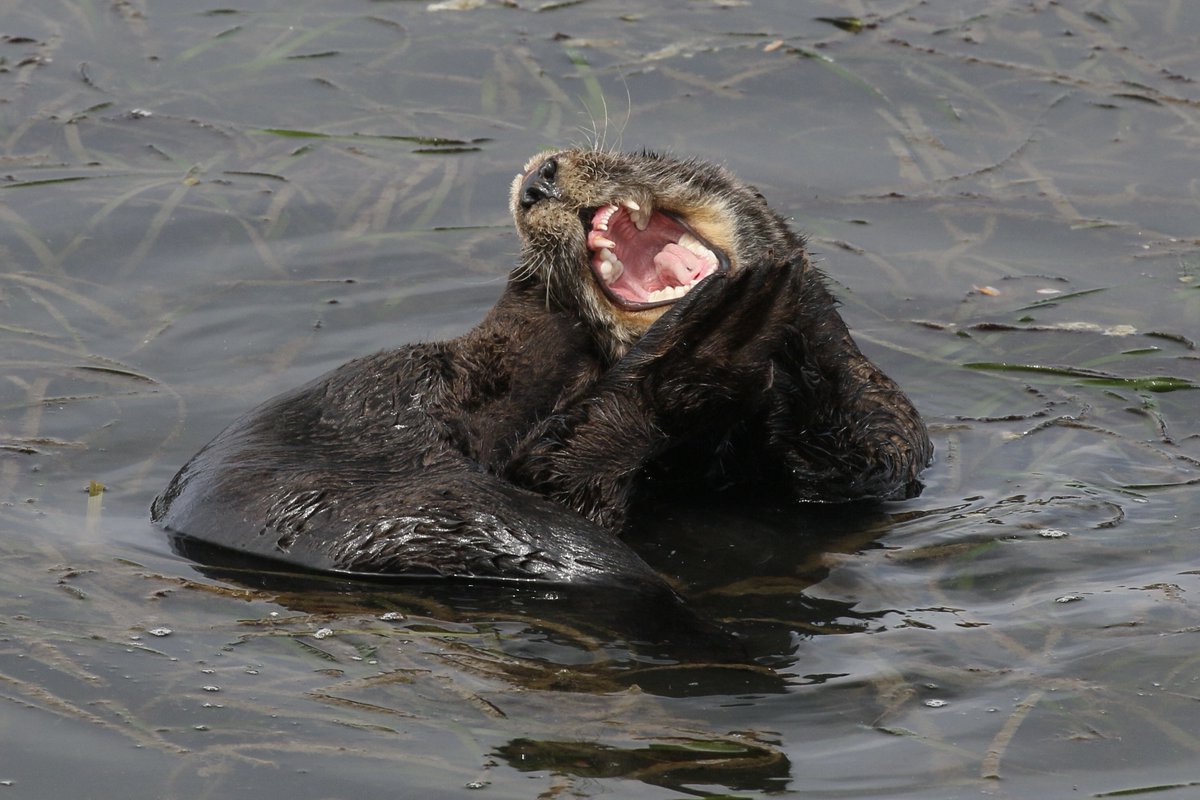 CaliKatBird's tweet photo. Sure, go ahead & pet the adorable sweet little #seaotter. Let me know how that works out for you.
(Have your heard them breaking open clams with those teeth?😱)
#justdont #bigsharppointyteeth #32teeth #leavewildlifealone #endangeredspecies #respecthenapandtheteeth https://t.co/GWKDmfGAJb