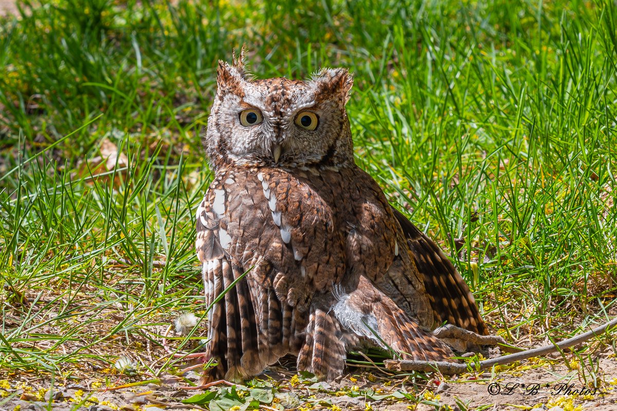 Here is the of the Mama of the #EasternScreechOwl family I observed over several weeks. She is a red morph & the proud mother of 5. 
#LaSalle #Québec #Canada. #birds #owls #NaturePhotography #wildlifephotography #BirdsSeenIn2023 @Britnatureguide @ThePhotoHour  @birdnames_en