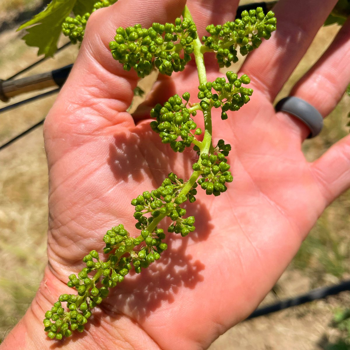 Check it out !!!!
The Three Rivers Estate Cabernet Franc clusters are massive. These beauties will be bursting into bloom any day. Can you say #2023rose 
.
.
.
#threeriverswinery #canernetfranc #vineyard #vineyardviews #vintage2023 #winemakerslife #rosé #foleyfoodandwinesociety