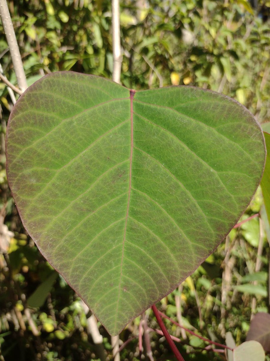 Thursday the Bleeding heart tree Leaf beginning to turn to it's trademark red. ##BiripiCountry ##worthmorestanding #Savebulgaforestorg savebulgaforest.org/bulga-forest-d…