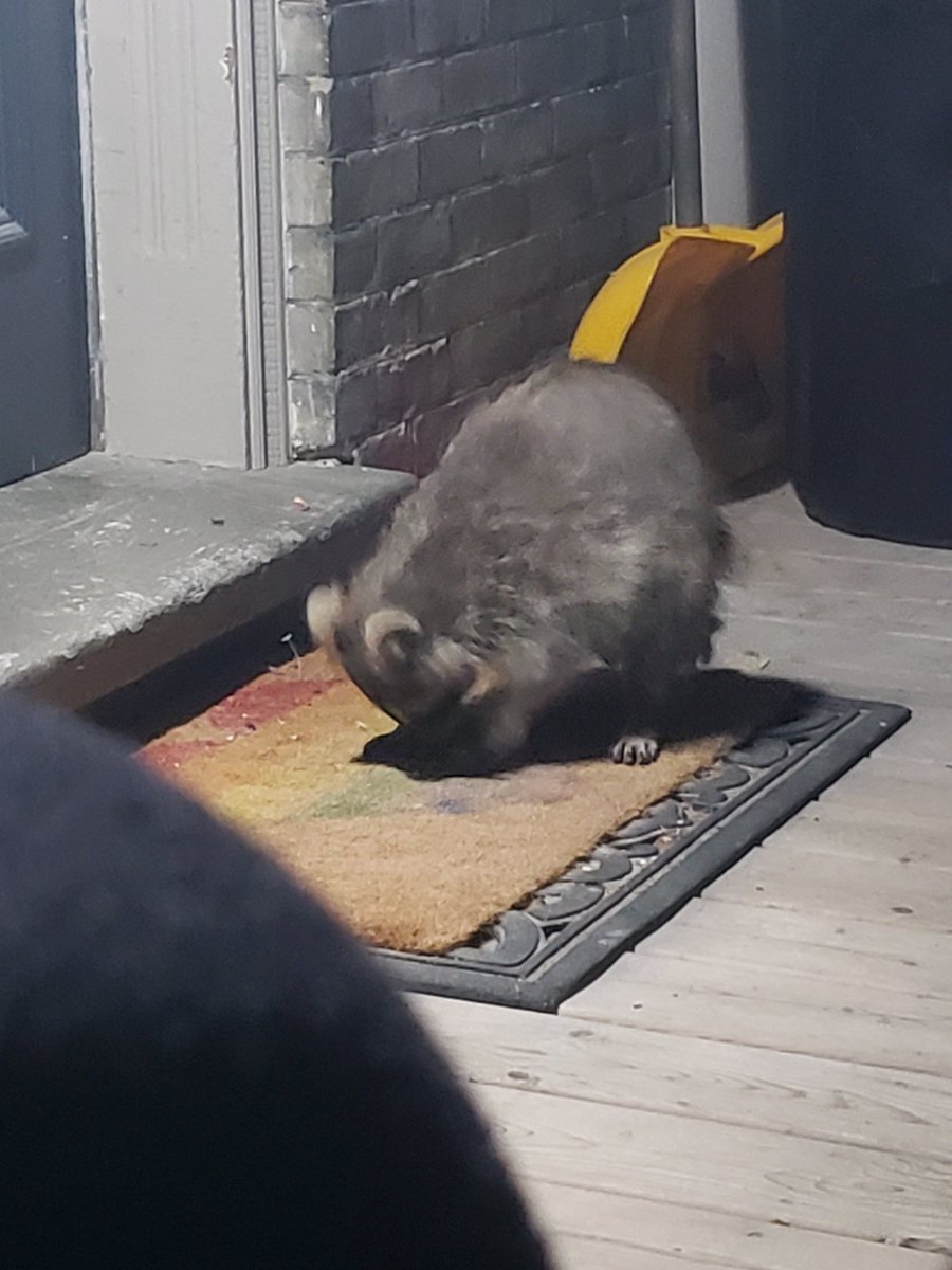 cryptAesthetic's tweet photo. Guys lookit my best friend shes so cute 🥺 https://t.co/umGP6qjXLL