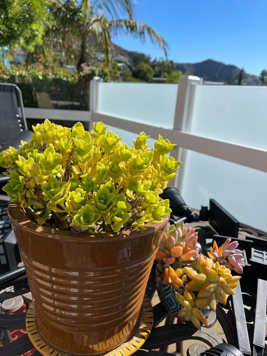 MillerSachima's tweet photo. They are quietly opening https://t.co/2PGpqVMEa6