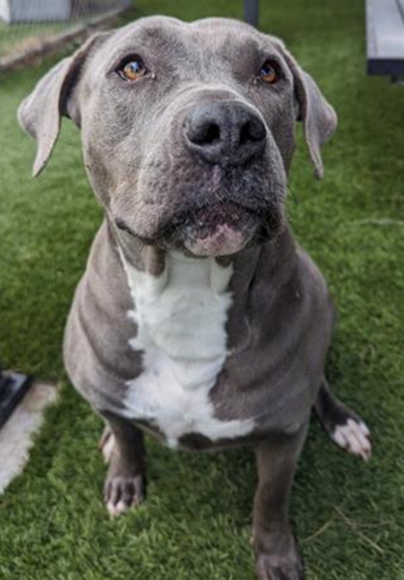 mapleveewesem's tweet photo. 🆘💔🆘 Downey #California's 2 new longest residents (intake 3-30) On the euth list &amp; time is running out 😨 #Husky MARYLIN #A5542993 is 1 yo, 62 lb, good with large calm #dogs . Pibble STORMI is a big girl, 80+ lb, nearly 4 yo. Likes large calm male dogs only. #A5542956 info ⬇ https://t.co/eJEGLjtKeG