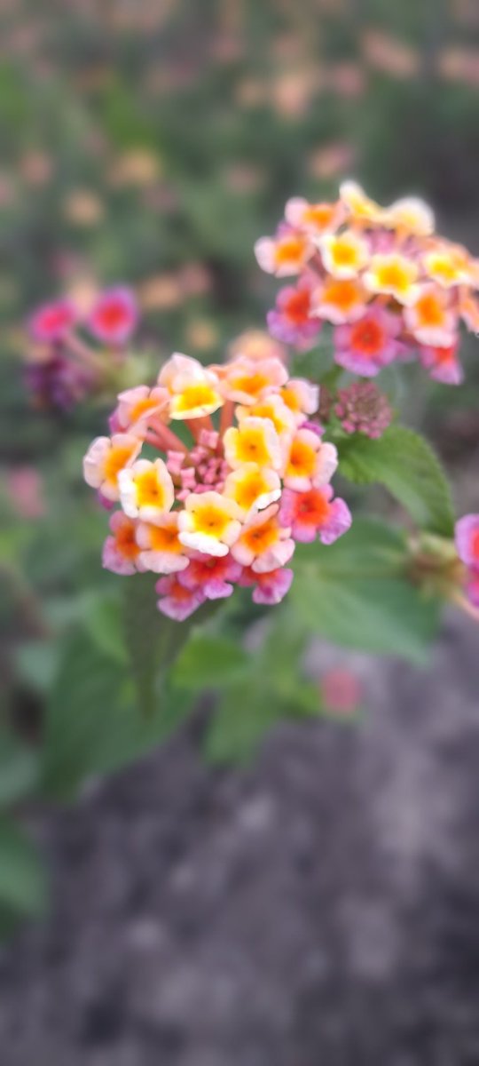 suryavanshvish's tweet image. Howz this one @Google @GoogleIndia @googlechrome @googledevs from the eye of my 10-yr-old son #Aadhan #PhotoFeature #Nature #Google