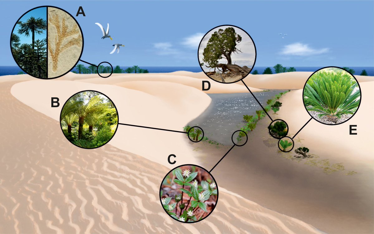 The Badlands episode of Prehistoric Planet 2 reminded me that a really great paper came out this year on Cretaceous desert environments, which palaeoartists should appreciate as I know this is an FAQ for restorations, and it has great figures -- and is open access!