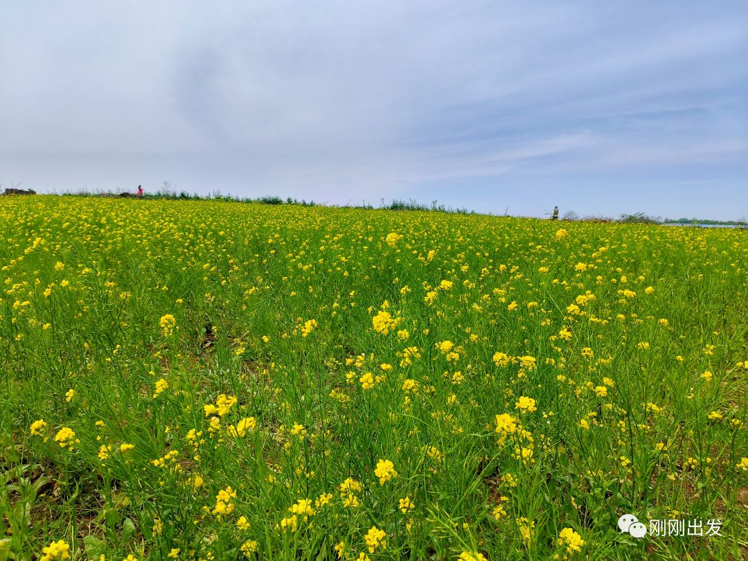 RomanticDalian's tweet image. For those who don't have much time to travel far, a visit to Dalianwan Road is a perfect alternative for viewing rapeseed flowers. #RapeseedFlowers #FlowerViewing #DalianChina