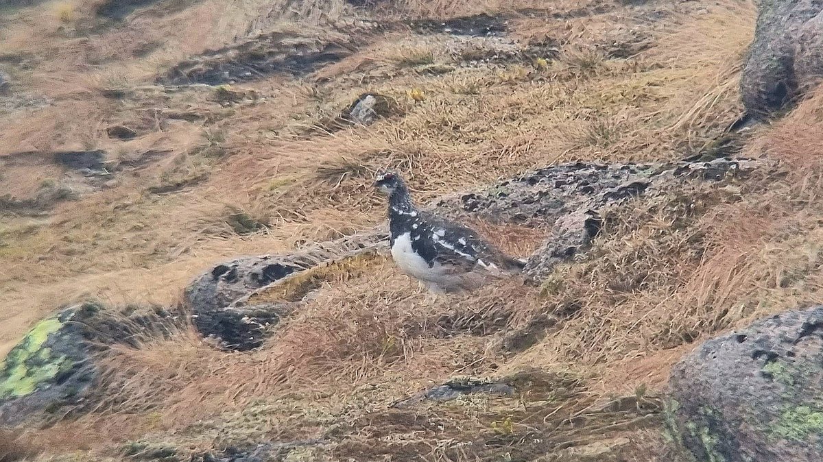 Still-snowy Cairn Gorm (1245m) the other day in great company 😊 Ptarmigan, mtn hare, ring ouzel and great alpine plants on show too 🐰🌱🏔️🐦‍⬛ #Scotland #birdphotography #birding #mountain #cairngorms @CairngormMtn Digiscoping thanks to @vikingoptical @KowaOptics