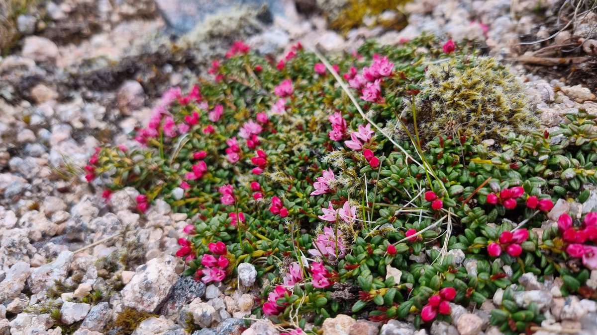 Arc Guiding tweet media