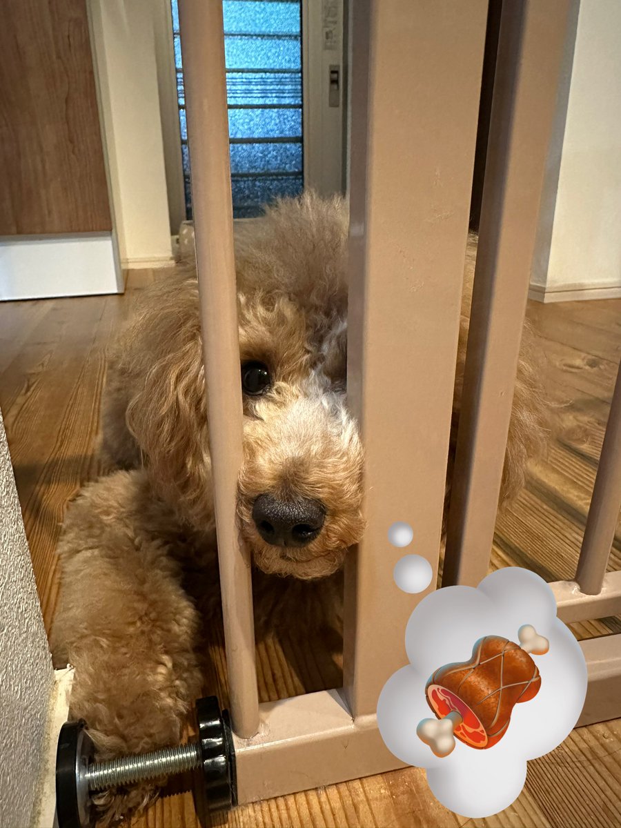 MOCOandOTHERS's tweet photo. お腹空いたのです🐶
#もしくは遊んで欲しい https://t.co/wJ6q8RXCWf