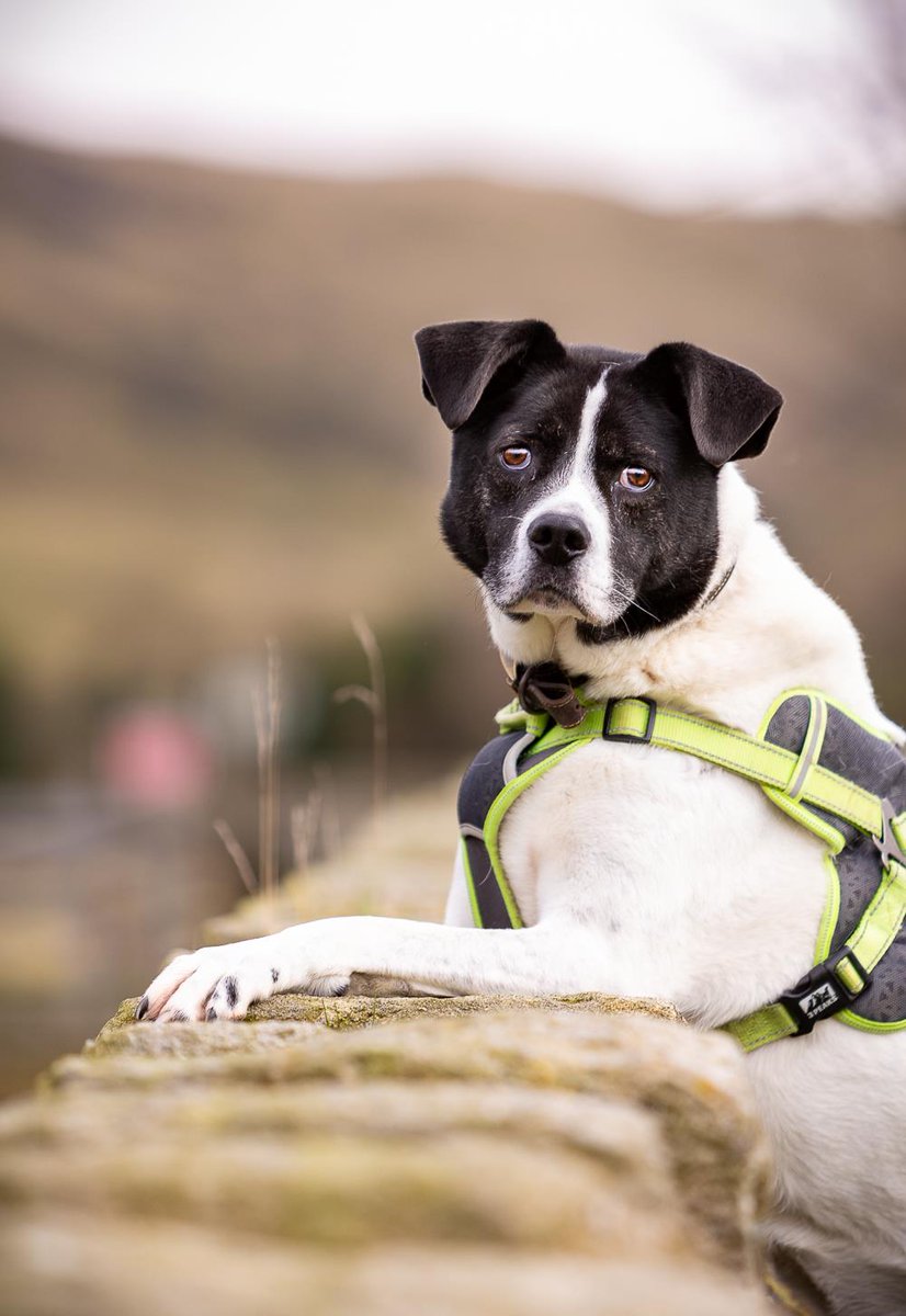 Humbug 8 yrs 7 month old 
Akita cross he's been with the 
rescue most of his life through 
no fault of his own, needs a 
child/pet free home and you 
will need to visit him several 
times, adopt him from @BleakholtUK
#forgottensoulshour