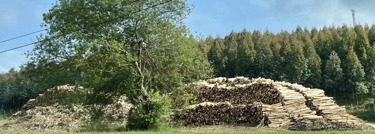 foso_defensivo's tweet photo. Monte de eucaliptos recién talado, 15 años después de plantar. Puede que saques 1.000€ por hectárea y año de media, y que tengas varios montes, pero imagina la contabilidad de 1:

Fuertes costes en el año 1 y 15 años de creación de valor pero pérdidas contables hasta la tala. https://t.co/lPZgqGZOTC