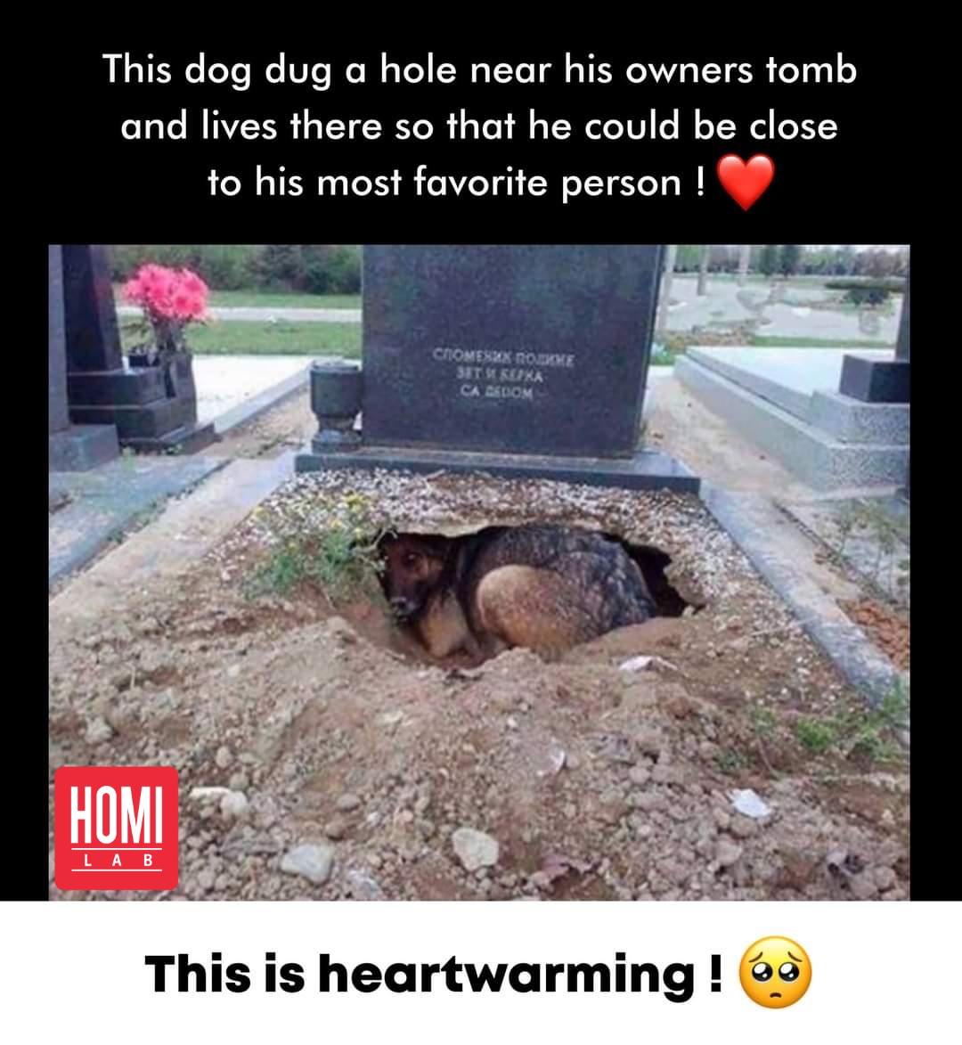 This dog is a reminder of the bond between humans and animals. He is willing to give up his own comfort to be close to his owner, even in death. This is a beautiful story of love and loss.
#dog #love #loyalty #unconditionallove #bond #humananimalbond #death #grief #loss #pet