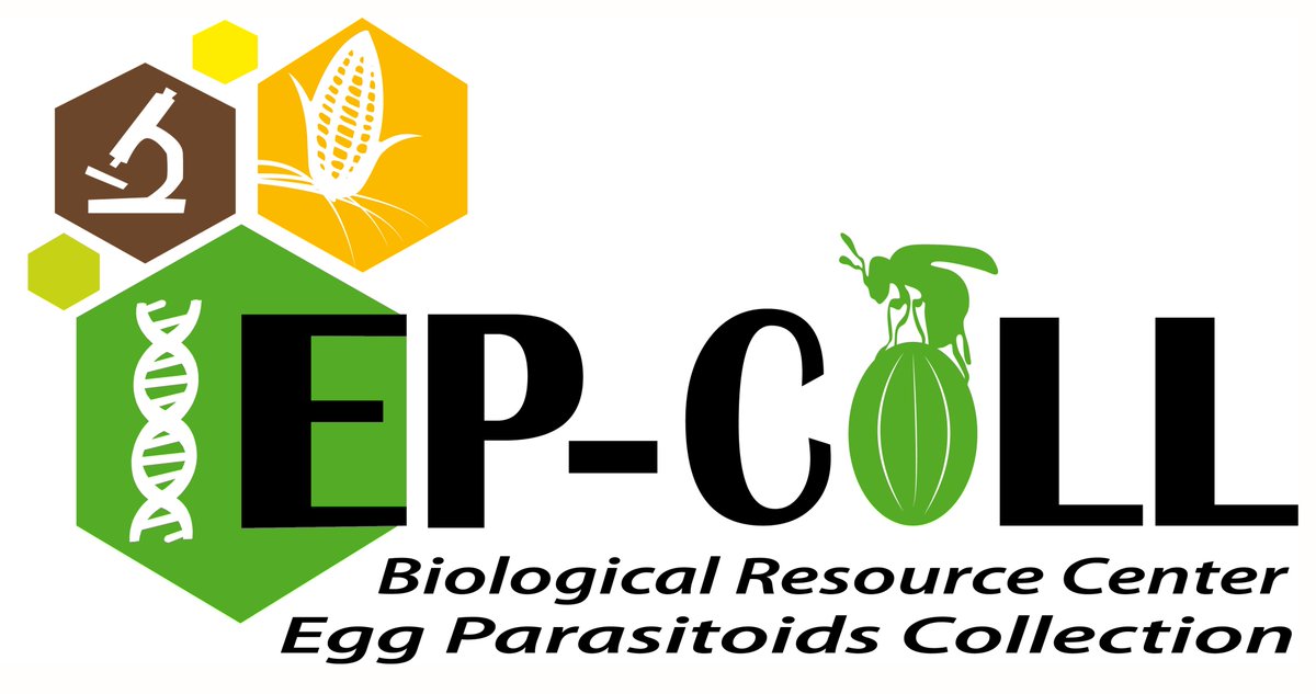 INRAE_Lutte_Bio's tweet photo. Echantillonnage des Lépidoptères nuisibles sur #PPAM et de leurs parasitoïdes oophages #Trichogramma en collaboration avec #CRIEPPAM. L’occasion de présenter Emma BOCCACCIO, étudiante BUT « Genie Biologique » de Digne ( @IutAixMars )
@AgroBRC_RARe
@INRAE_BIOCTRL
@SAgrobiotech https://t.co/KKgxCQ2IDu