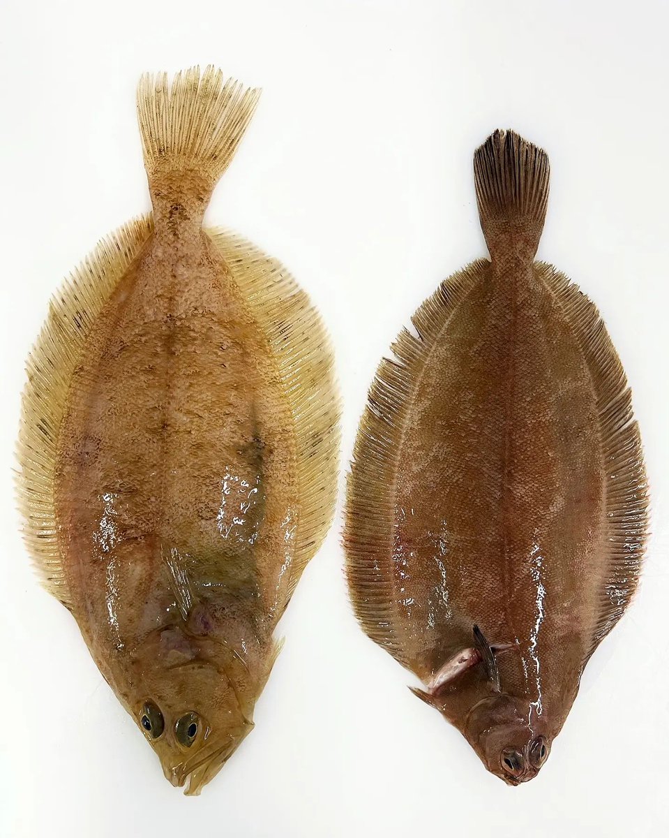 The Cornish (Megrim) Sole and the Torbay (Witch) Sole🐟  ... two very underrated flatfish that are caught along the South Coast!