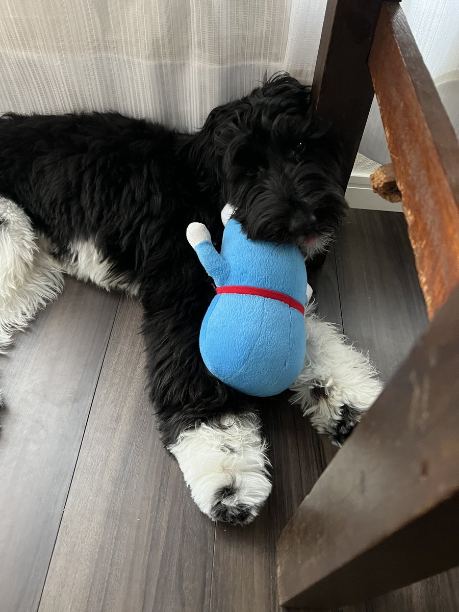 mossgreen77's tweet photo. 猫の神様を噛む犬 https://t.co/seM9lU8WWK