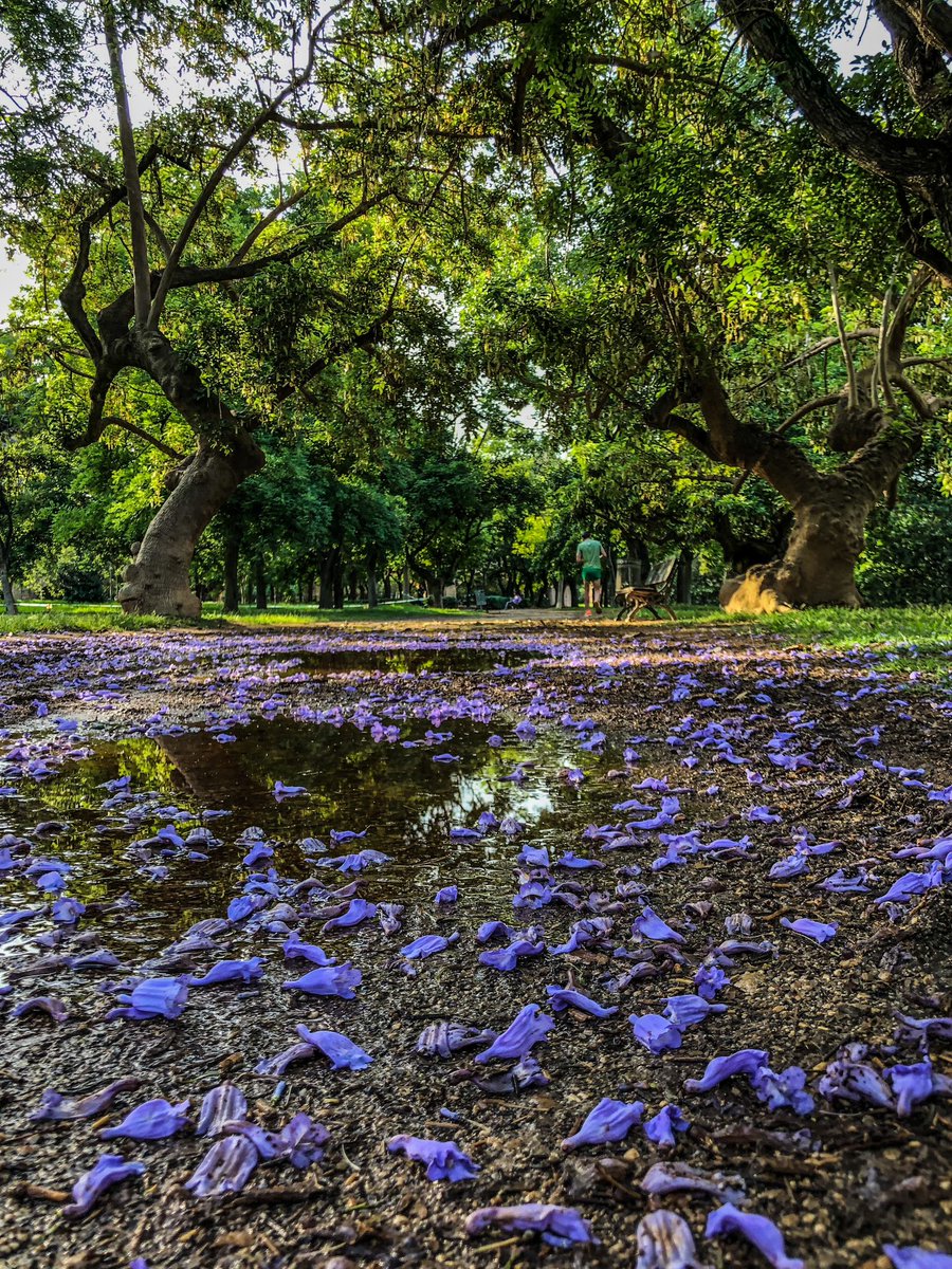 EVirusBioinfC's tweet image. Apart from enjoying the insights into #virusbioinformatics at #ViBioM2023 we found some time to check out beautiful #Valencia