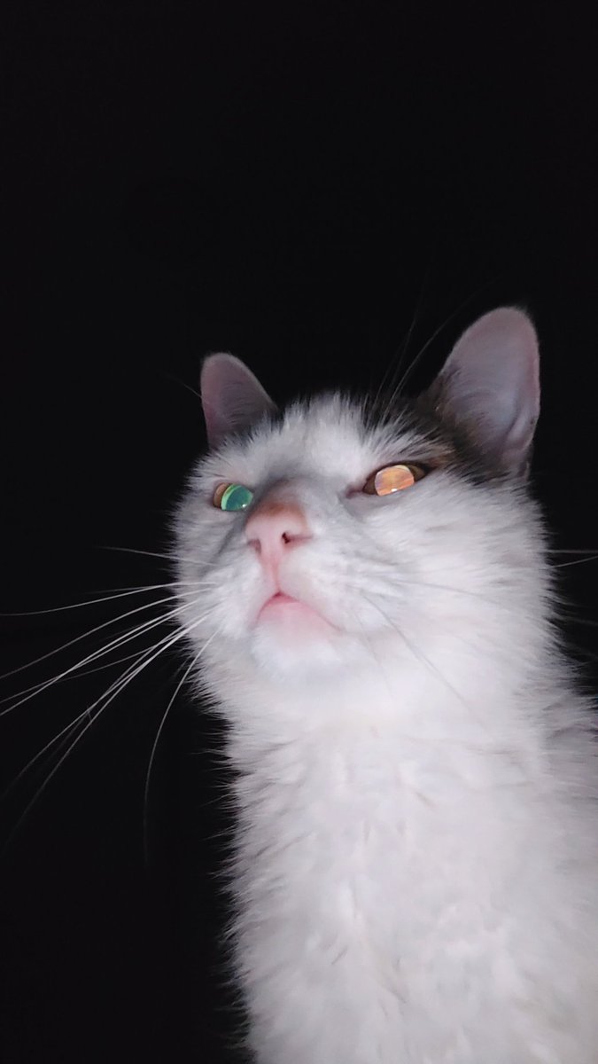 ARROG4NCE tweet media