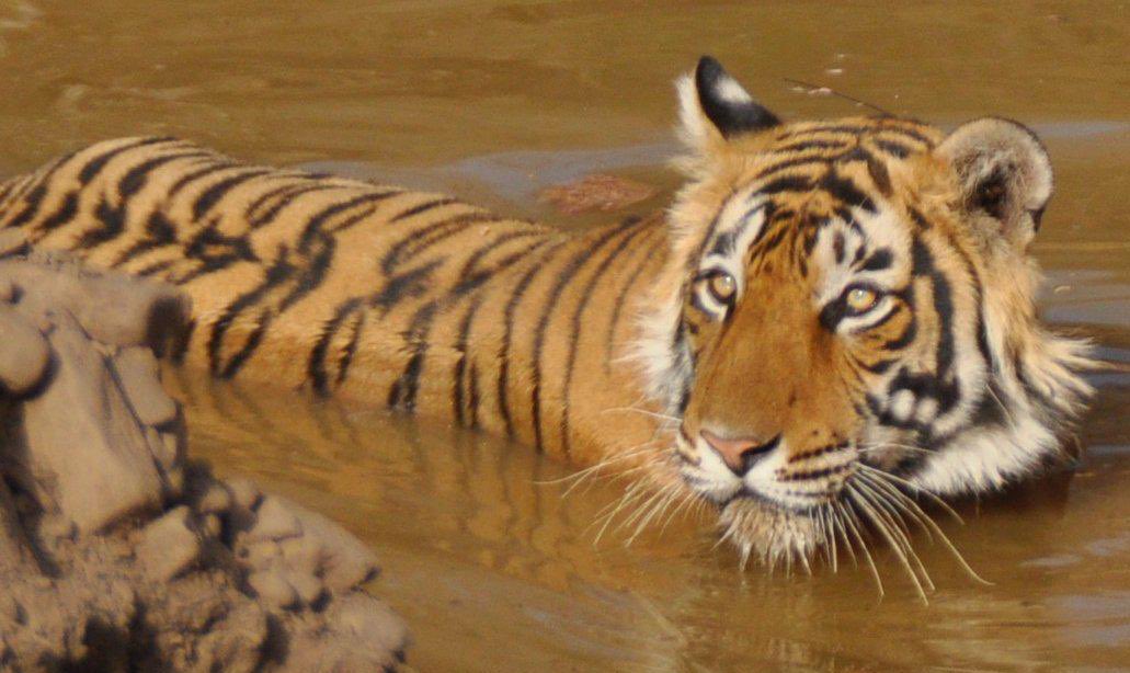 @ntca_india For the eyes #TigersOnThursday #IndiAves