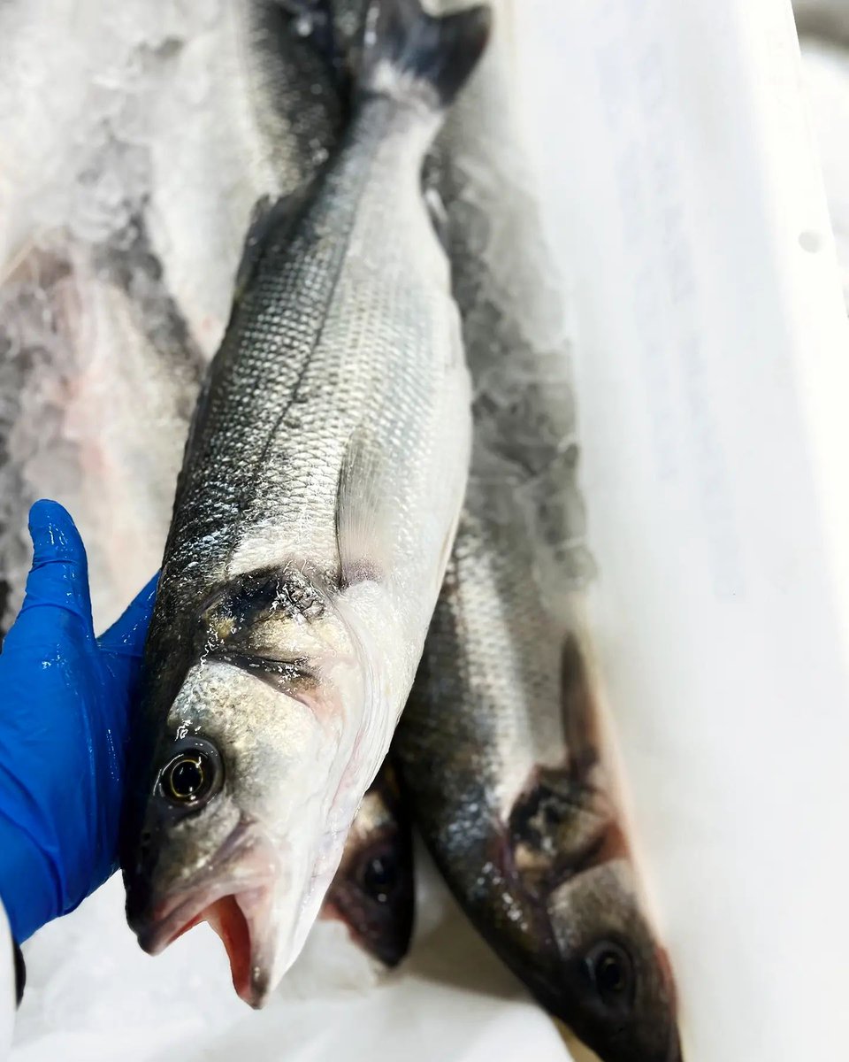 Just look at the quality of the E+ Hook and Line Caught Wild Bass we picked up from Brixham Market today 🐟 ... and E+ = the best quality grade of day boat fish you can get!