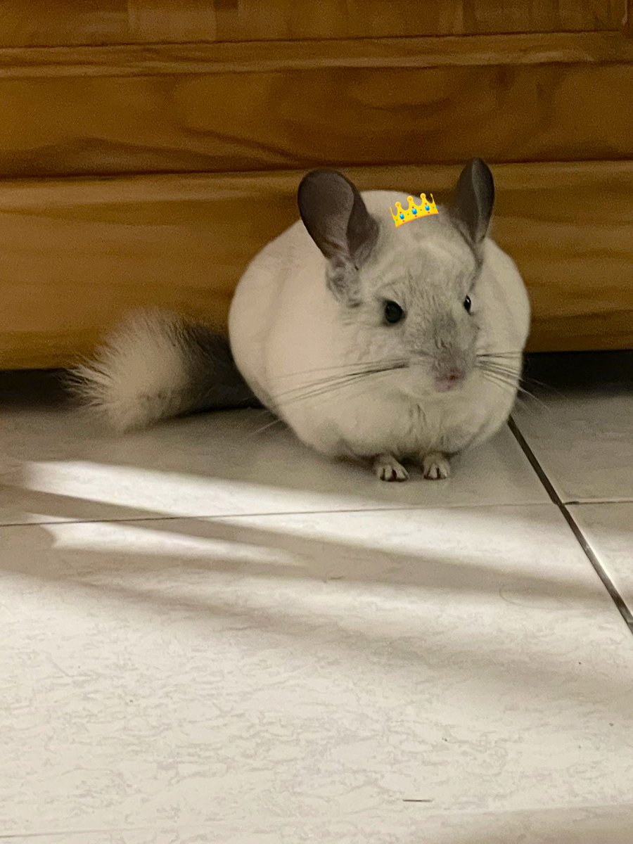 ChinchillaSoul's tweet photo. Princess 👑 https://t.co/0GJsxnVggp