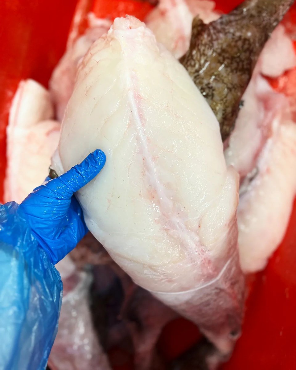 Your XL Monkfish Tails don't come any better than this 🤩

... just look at the firm white meat on that!

Unreal quality available from Brixham.