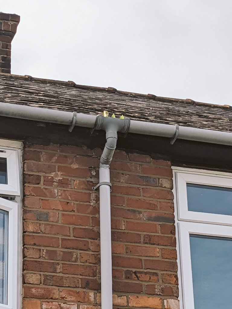 Raisinmeister tweet media