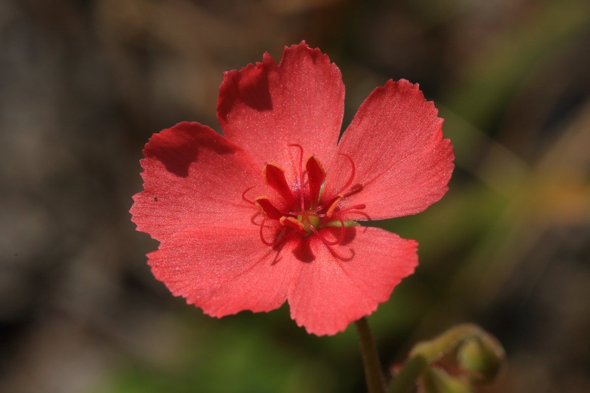 A couple of #Drosera taken recently in areas known as sand sheets - seasonally-indundated sandy soil ecosystems around greater Darwin. D. fragrans and D. aquatica. #ozplants