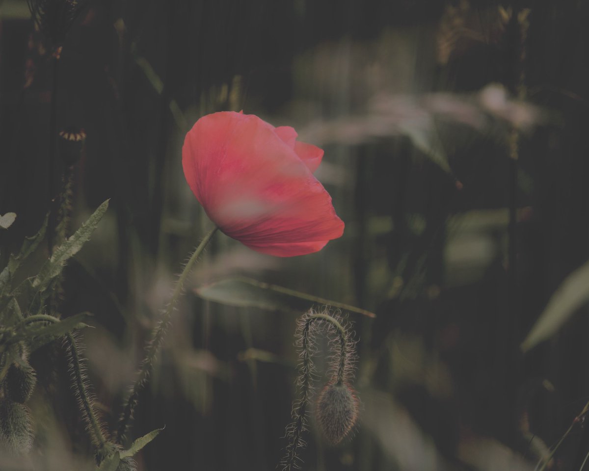 CChamaeleon's tweet photo. Un peu de vent et quelques coquelicots ont ravivé ma journée hier https://t.co/Sg0SMK5qBV
