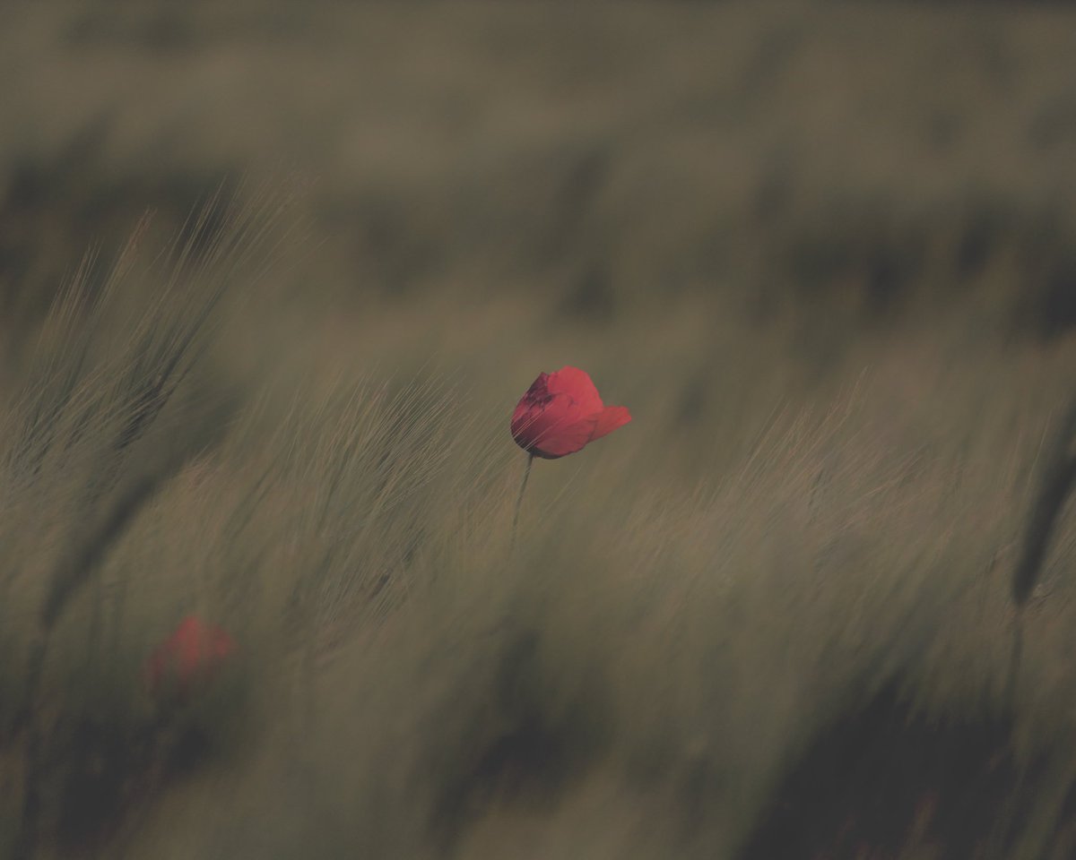 CChamaeleon's tweet photo. Un peu de vent et quelques coquelicots ont ravivé ma journée hier https://t.co/Sg0SMK5qBV