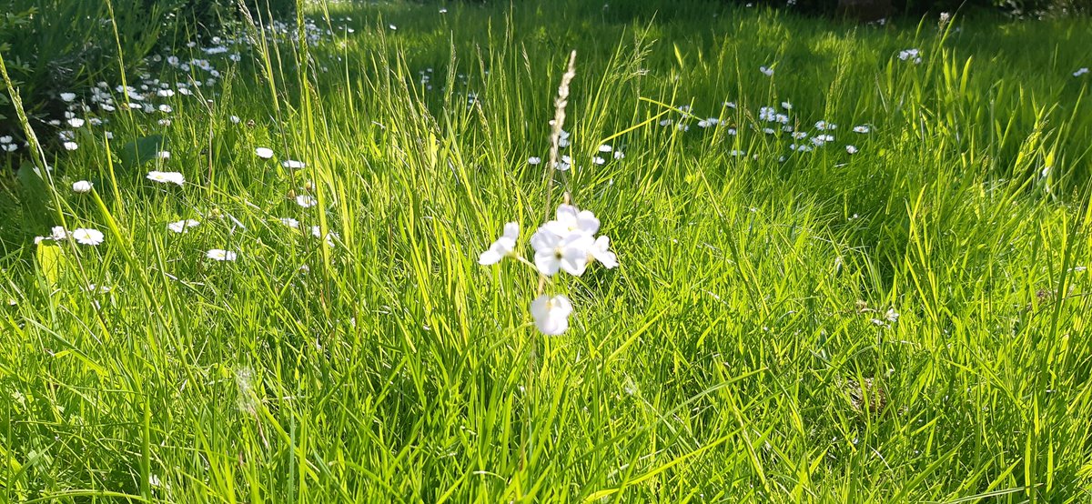 BolshawPrimary's tweet photo. #nomowmay is in full  swing at Bolshaw! Our front lawn is positively blooming, including some wild flowers you normally only see in a meadow! #cuckooplant #thebugsloveit! https://t.co/uNsUG651A4