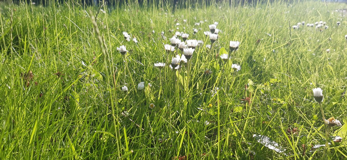 BolshawPrimary's tweet photo. #nomowmay is in full  swing at Bolshaw! Our front lawn is positively blooming, including some wild flowers you normally only see in a meadow! #cuckooplant #thebugsloveit! https://t.co/uNsUG651A4
