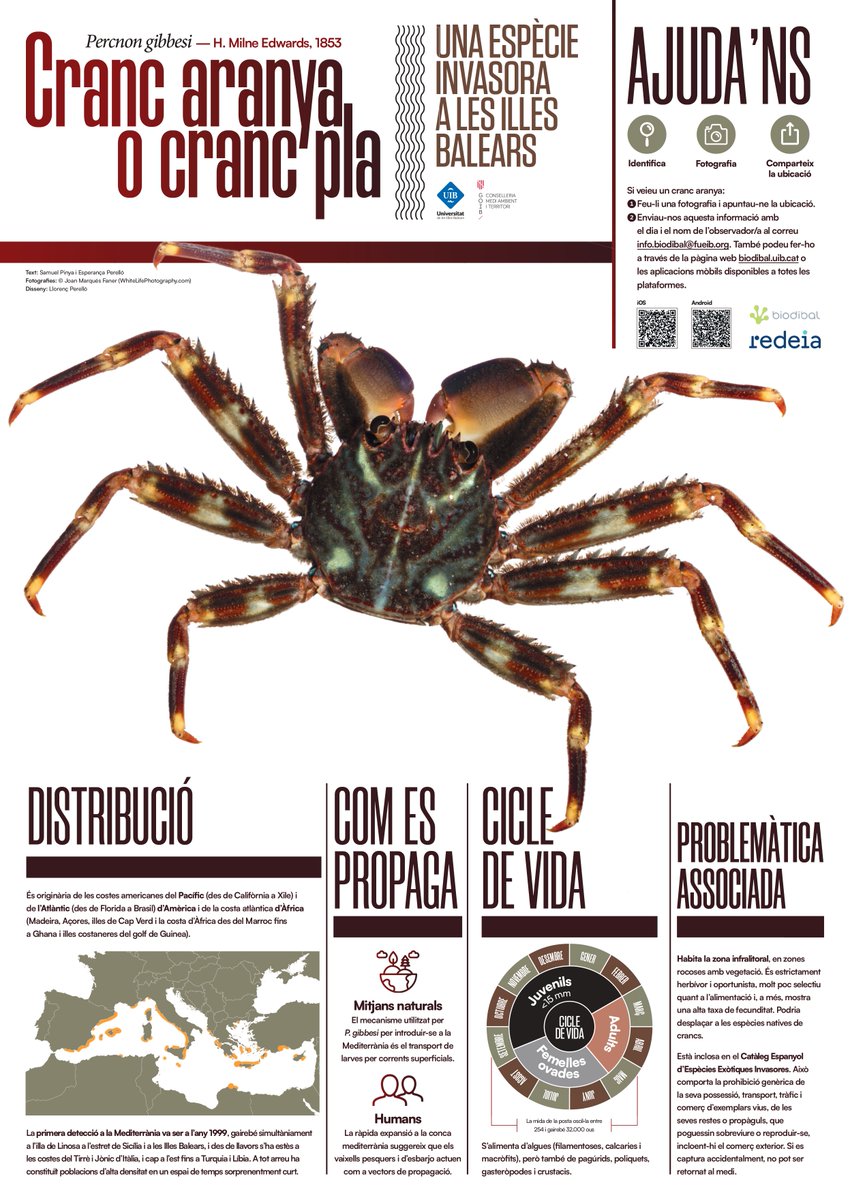 Es posa en marxa la campanya informativa per recollir informació sobre la presència del cranc aranya o cranc pla (Percnon gibbesi) a les Illes Balears.
diari.uib.cat/Hemeroteca/El-…
<a href="/RedElectricaREE/">Red Eléctrica</a> @cmat_ib <a href="/UIBuniversitat/">Universitat de les Illes Balears - UIB</a>