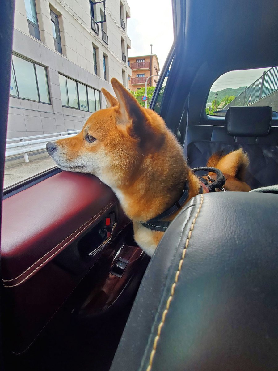 0501Uta's tweet photo. 今日はドライブ🚘️とお散歩でミストシャワー🚿
風もシャワーも気持ちいぃ☺️ https://t.co/3zIu4GIgYW