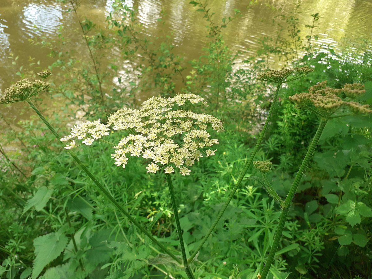 janemac's tweet photo. So many pretty flowers  along the tow path of the Harborough Arm this morning. @CRTEastMidlands @CanalRiverTrust #rewilding #GreenSpace https://t.co/3VoUdDhVJq