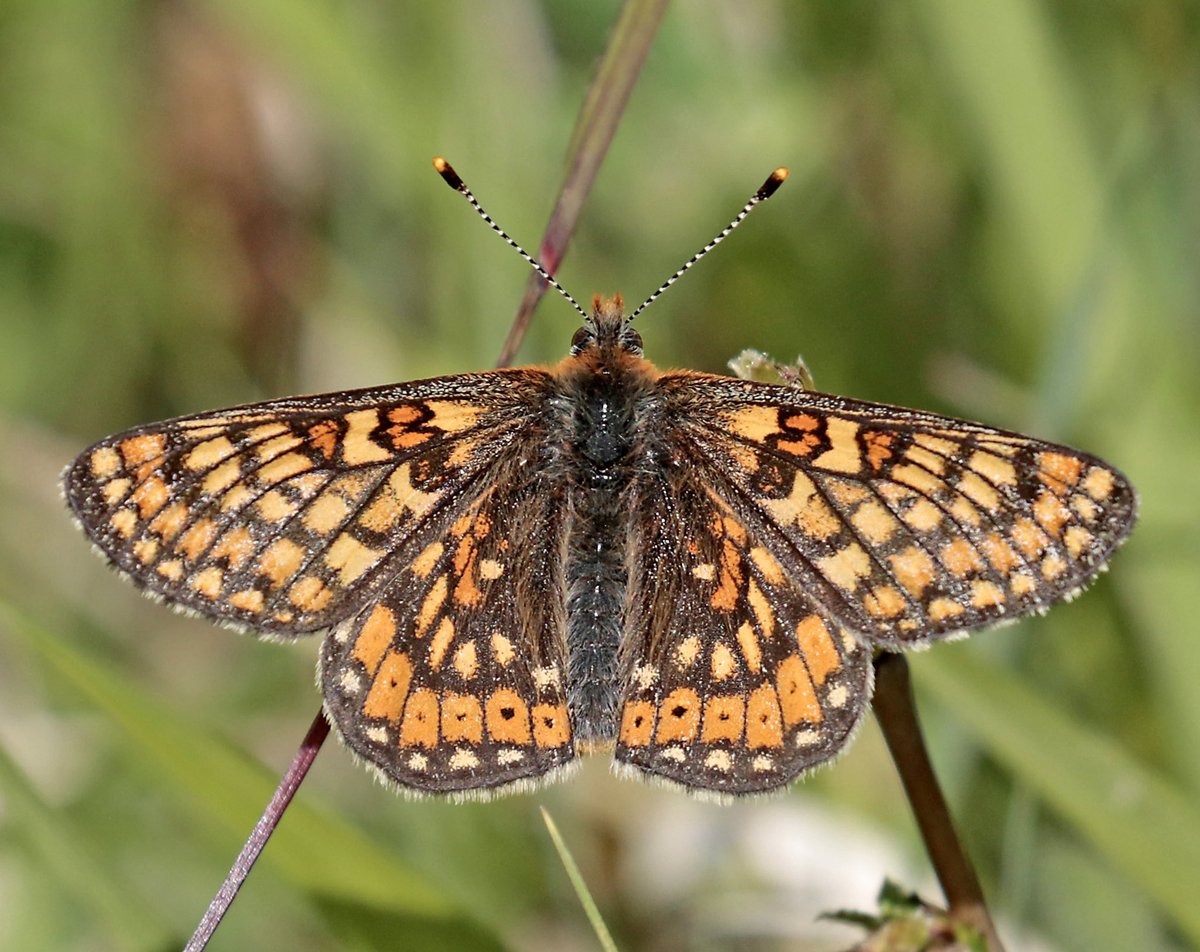 Annual pilgrimage to the slopes of Prestbury Hill yesterday, in the company of @NuneatonBirder, was rewarded with three butterfly year ticks. Good number of Marsh Fritillary on the wing, #22 for my annual list. @BC_Glos @savebutterflies