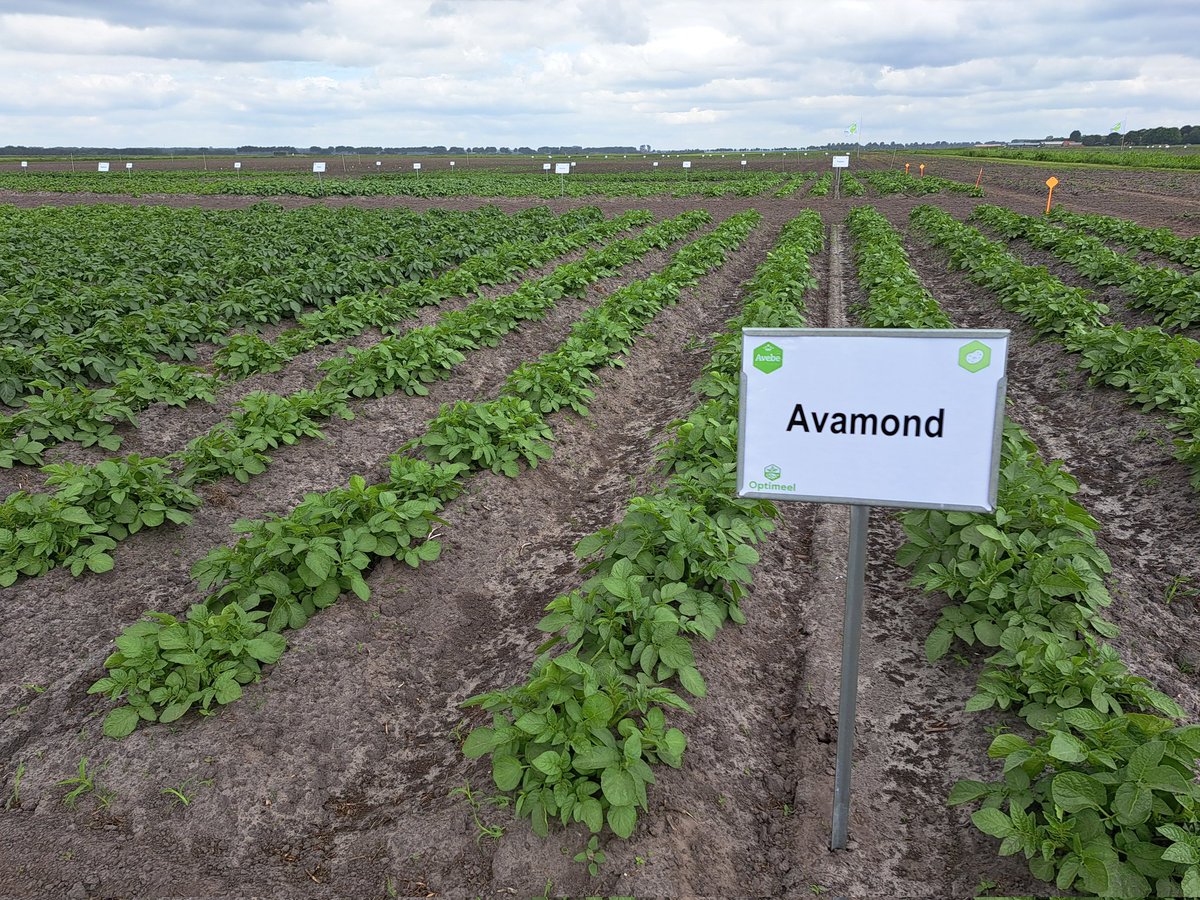 harmgerms's tweet image. Nog één bijeenkomst te gaan vanmiddag, kom langs om 13:30 om de proef- en demovelden te bekijken. #optimeel #zetmeelaardappelen #rendementsverbetering @Royal_Avebe