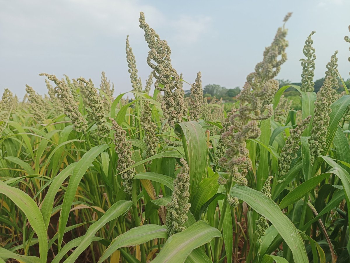 MVetriventhan's tweet photo. #Germplasm of the day: #Barnyadmillet  IEc 706,more tillers, uniform maturity, high yielding &amp; early type.  
For more detail: https://t.co/0R8ZhndJeW

@ICRISAT @CropTrust #IYM2023 #Smallmillets https://t.co/lky5vLfPgs