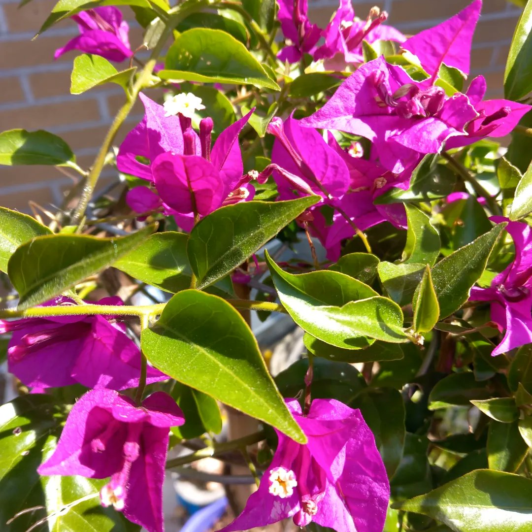 Ilse82667651's tweet image. Flowers in my parents&apos; garden. Look at those colors! 🏵🌼🪷🌺
#joyinspring