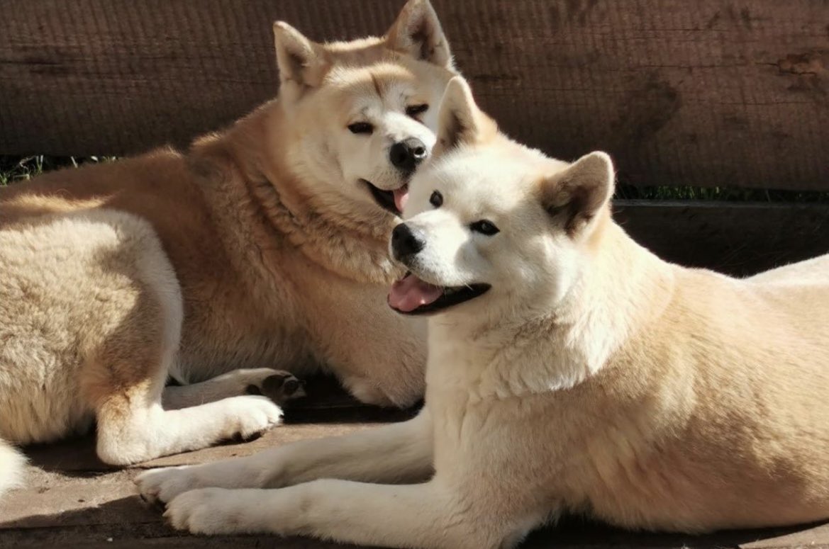 PuppyFindEurope's tweet photo. 🐾❤️ Akita Puppies: Loyalty, Beauty, and Brilliance! 🐶✨ Discover the awe-inspiring magic of these incredible companions. #AkitaPuppies #LoyalBeauties #IntelligentCanines 🐾❤️🌟 https://t.co/m1nh9mqwU1